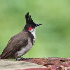 bird sounds from Thailand