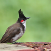 鳥は、タイからの音