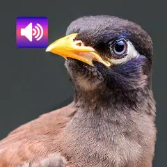 Скачать птица звучит из Таиланда XAPK