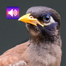 タイの鳥：音 APK