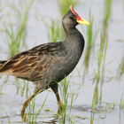 Watercock (Animal) Bird Sound icon
