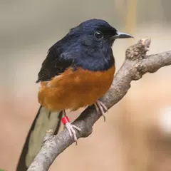 White-rumped shama