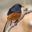 White-rumped shama