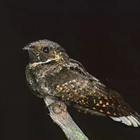 Whippoorwill bird sounds icon