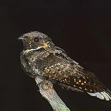 Whippoorwill bird sounds icône