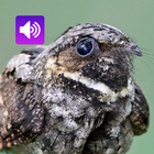 Whippoorwill Bird: Sounds আইকন