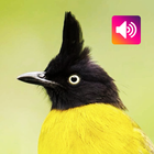 Black-crested bulbul Bird icon