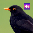 Blackbird: Sounds & Ringtones