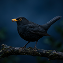 Blackbird Sounds APK