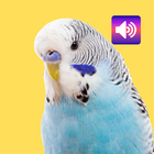 Budgerigar: Sounds & Ringtones icon