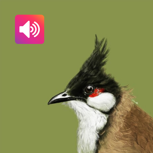 Bulbul-Vogel: Geräusche