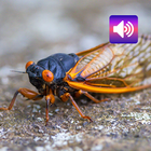蝉：声音 图标