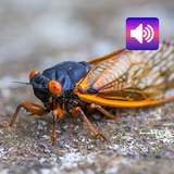 Cicada: Sounds & Ringtones icon