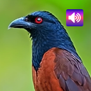 鸦鹃鸟：声音 APK