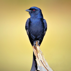 Drongo Bird Sounds icon