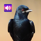 Drongo-Vogel: Geräusche Zeichen