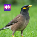 八哥鸟：声音 APK