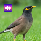 Pájaro miná: sonidos icono