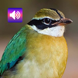 Pitta bird: Sounds & Ringtones icon