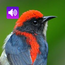 เสียงนกชมพูสวน: ริงโทน,ปลุก APK
