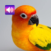Sun Conure: Sounds & Ringtones