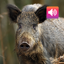 APK Wild boar: Sounds & Calls