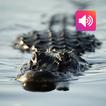 Alligator: Sounds, Ringtones