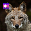 動物: 音 APK