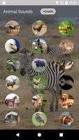 Animal sounds and Ringtone poster