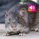 Rat bandicoot: sons, cris APK
