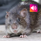 Rata bandicoot: Sonido icono