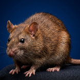 Rat bandicoot: sons, cris