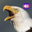 Bald Eagle: Sounds & Ringtones