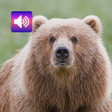 Bear: Sounds & Ringtones icon