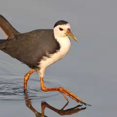 White-breasted waterhen sounds APK download