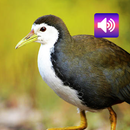 白胸水鸡 APK