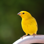 Canary Bird geluiden-icoon