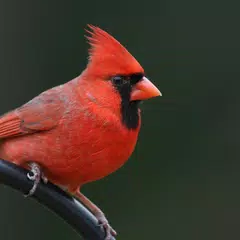 Cardinal bird sounds