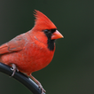 Kardinal Vogelstimmen