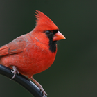 Sons d'oiseaux Cardinal icône