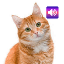 เสียงแมว: ริงโทน,ปลุก,เตือน APK