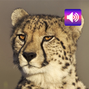 Cheetah: Sounds & Ringtones APK