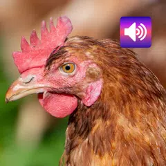 Скачать Куриные Звуки XAPK