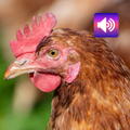 Poulet: sons