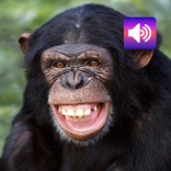Schimpanse: Geräusche