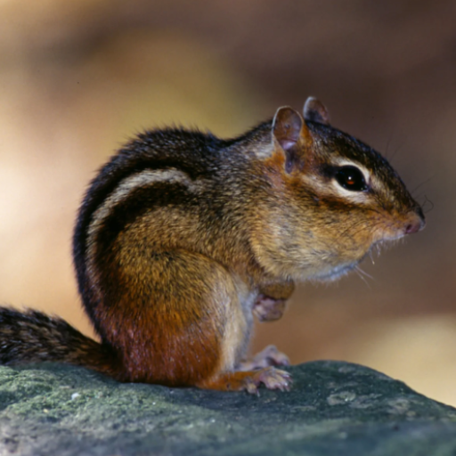 Chipmunk Sounds