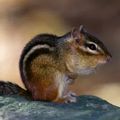 Chipmunk Sounds XAPK Herunterladen