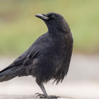 Crow Bird Sounds icon