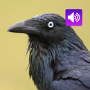 Crow Bird: サウンドと着信音 APK