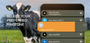Cow Sounds